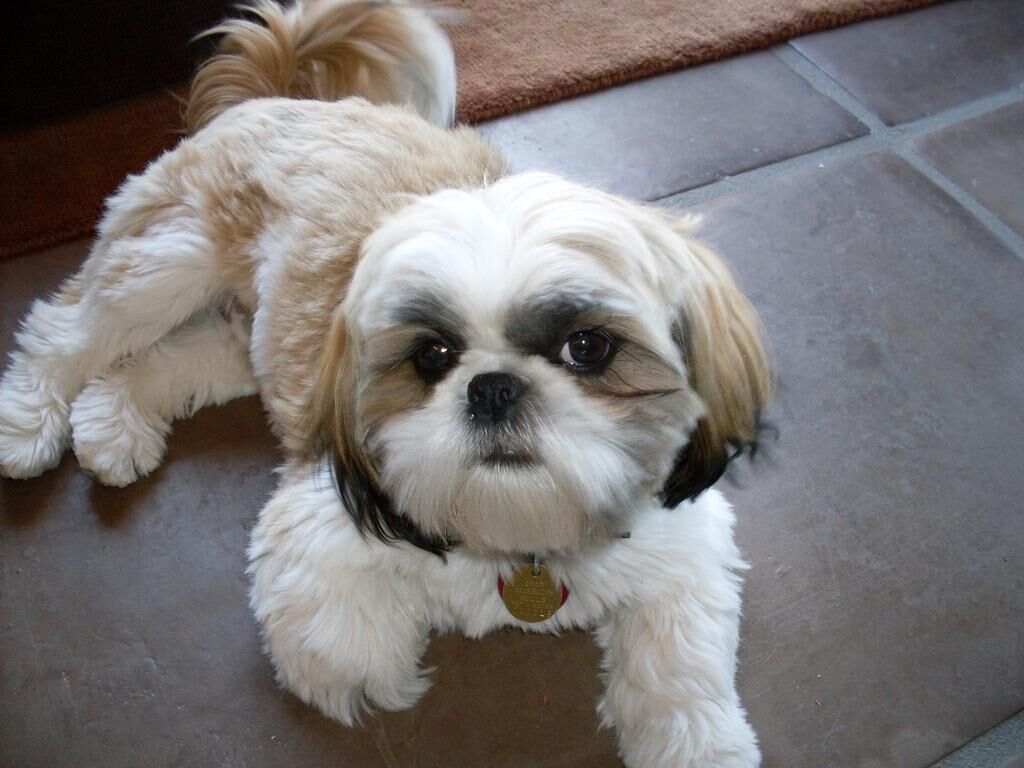 #10. Shih tzu